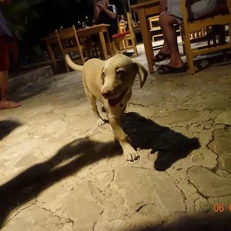 Hotel Koyevi Olympos